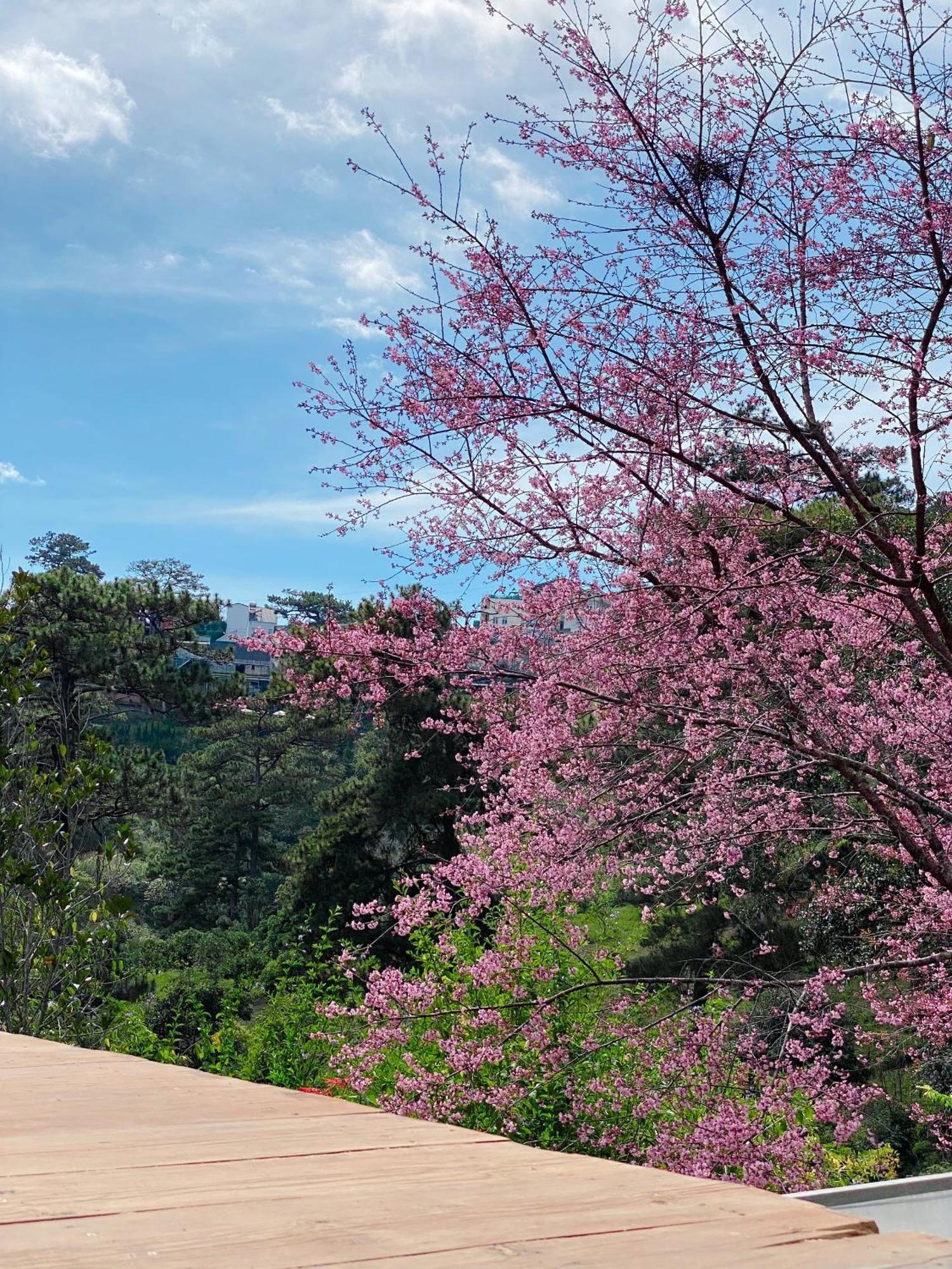 Dalat Memories Homestay - Pho Suong Mo Νταλάτ Εξωτερικό φωτογραφία